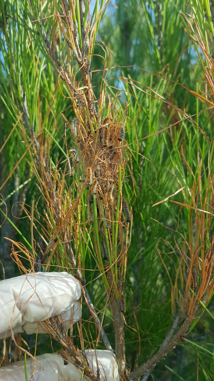 Pine Processionary Caterpillars
